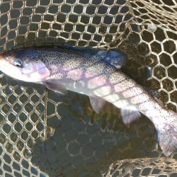 大安トラウトレイク釣果